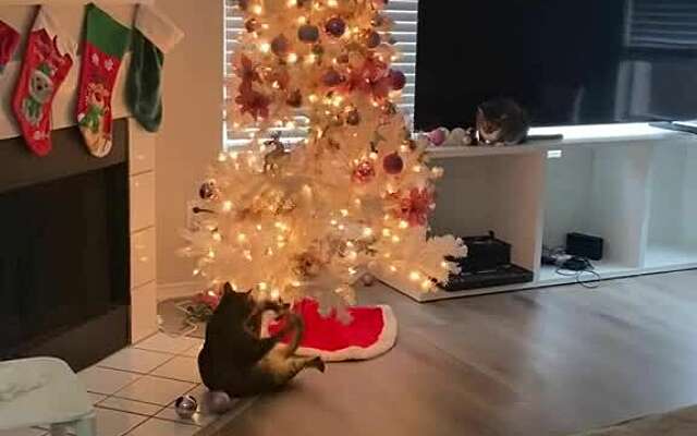 Kat vs kerstboom: 0-1