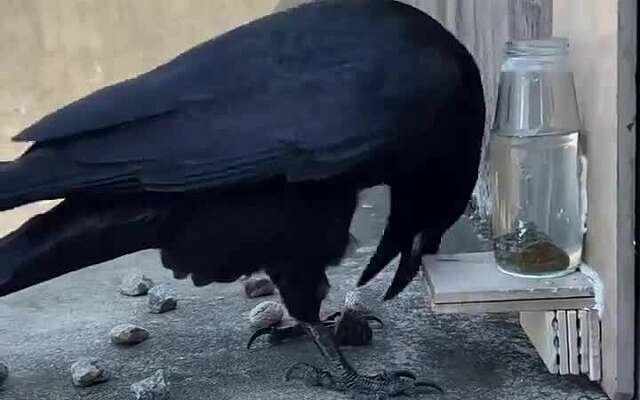 Vogel snapt wel hoe hij bij het water kan komen