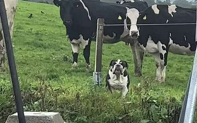 Vriend, kom nou gewoon mee naar huis want je bent geen koe