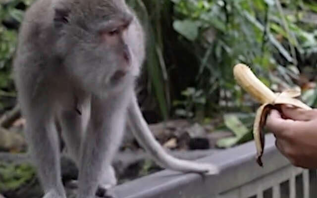 Ondankbare aap is behoorlijk respectloos
