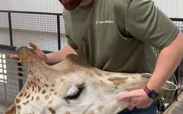 Chiropractor helpt giraffe om zijn kaak in de juiste richting te laten bewegen