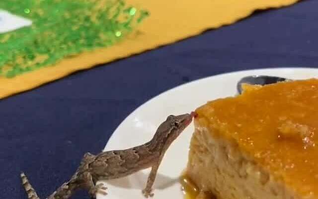Mlem: salamander lust ook wel een gebakje