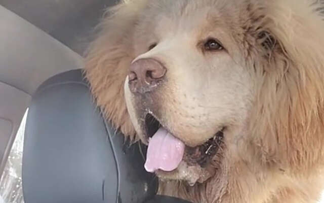 Neem je hond mee in je auto, zeiden ze