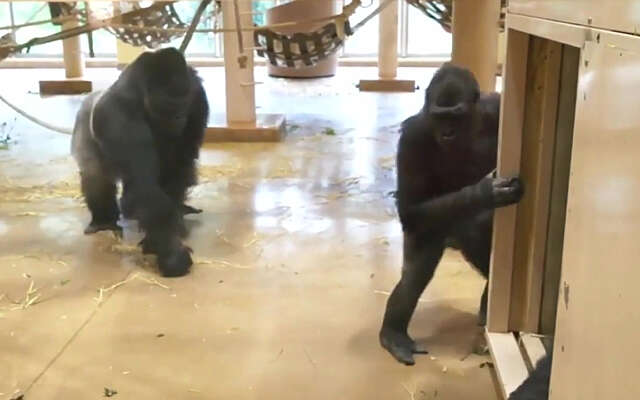 Het bewijs dat apen elkaar ook graag trollen