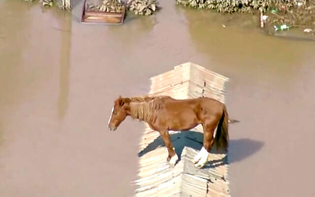 Paard overleeft ernstige overstroming in Brazilië door op een dak te klimmen