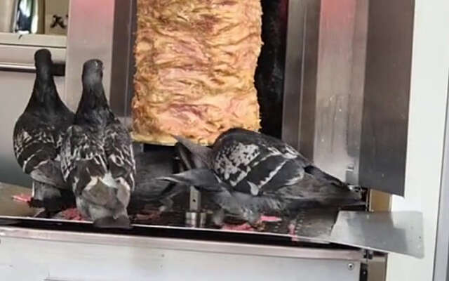 Wist je dat duiven ook graag kebab eten?