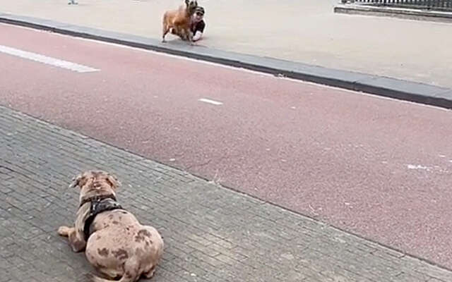 Hoe het wel (en niet) moet: je hond goed opvoeden