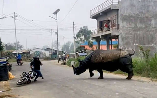 Cameraman in Nepal riskeert z'n eigen leven door losgeslagen neushoorn te filmen