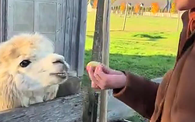 Waarom een lama uitdagen niet zo'n strak plan is