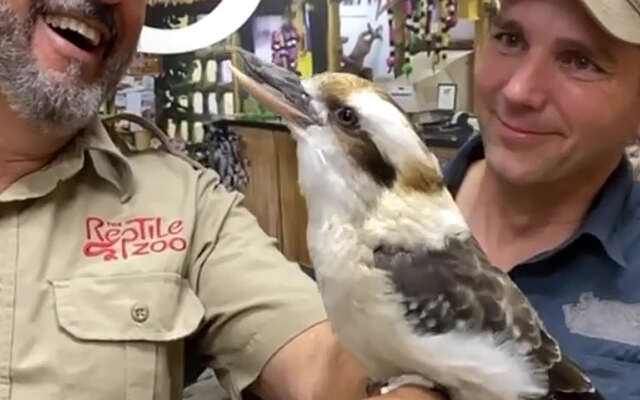 De kookaburra-vogel zorgt ervoor dat je de hele dag blijft lachen