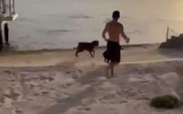 Je hond uitlaten op het strand is niet zonder gevaar