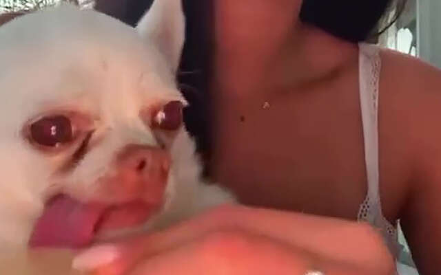 Best handig zo'n likkertje als hond