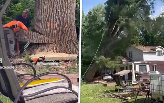 Toch maar de boom door een aantal professionals laten weghalen