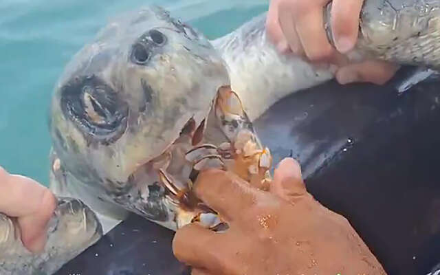 Zeeschildpad met een bek vol zeepokken helpen