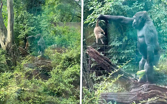 Gorilla in Artis pakt stokstaartje bij z'n staart en laat 'm keihard vallen
