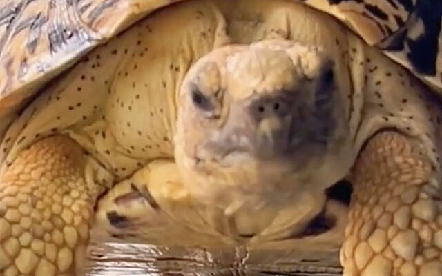 We zijn zelden zo geïntimideerd door een schildpad