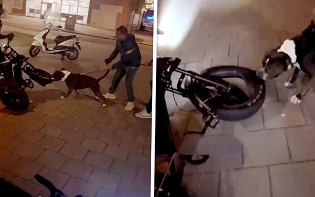 Pitbull zet zijn tanden in een fatbike en het internet applaudisseert