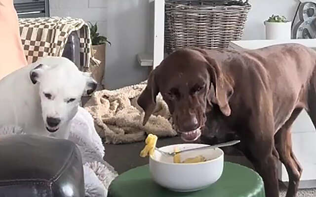 Honden vinden het verdomd lastig om het eten van hun baasje te laten staan