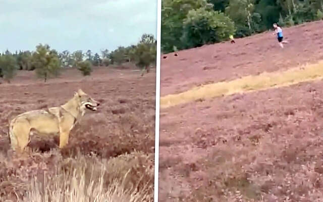 Hond vermist nadat ze werd gegrepen door wolf in Epe: "Rennen Henk!"