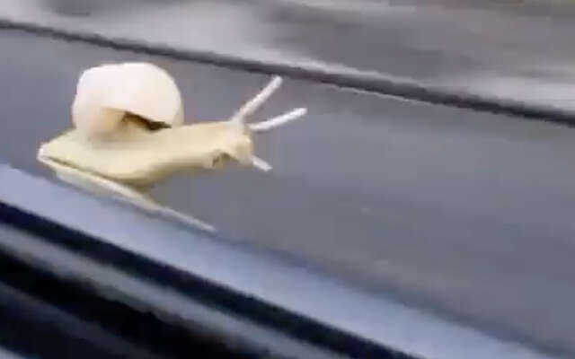 Slak wordt op een wild ritje met de auto getrakteerd