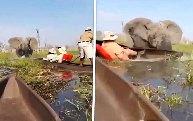 Bloedlinke olifant is er klaar mee en ramt kano met toeristen in Botswana