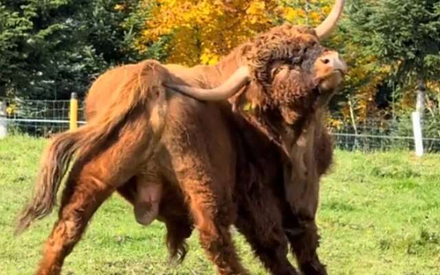 Die horens zijn knap handig als je jeuk aan je arie hebt