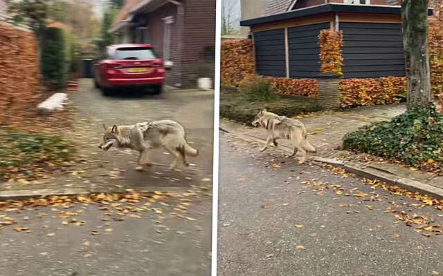 Opnieuw oog in oog met wandelende wolf, duikt op in woonwijk Ermelo