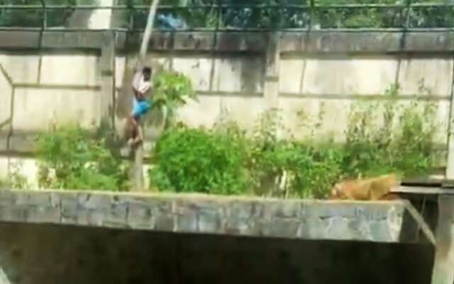 Man klimt leeuwenverblijf in Braziliaanse dierentuin en overleeft het niet