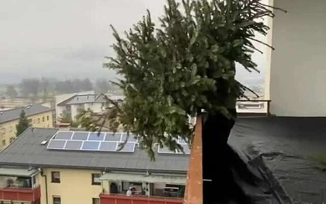 Zo plant je eenvoudig een kerstboom